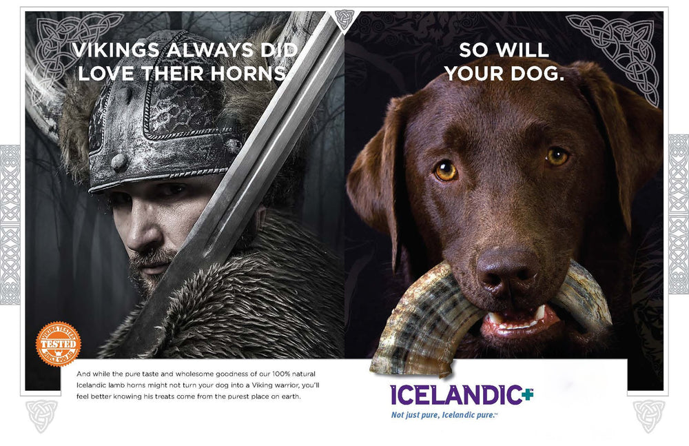 Icelandic+ Lamb Horn large 7-inch air-dried process, Viking inspired