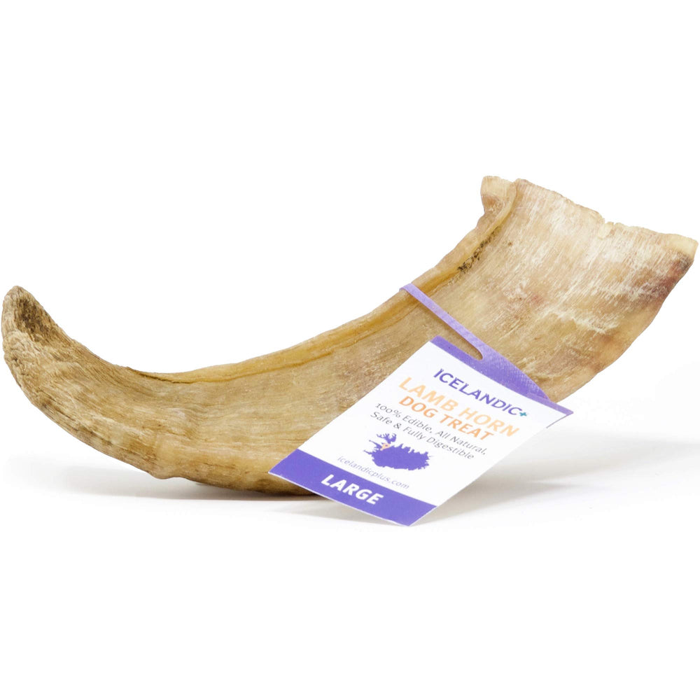 Icelandic+ Lamb Horn large 7-inch close-up, long-lasting natural keratin chew