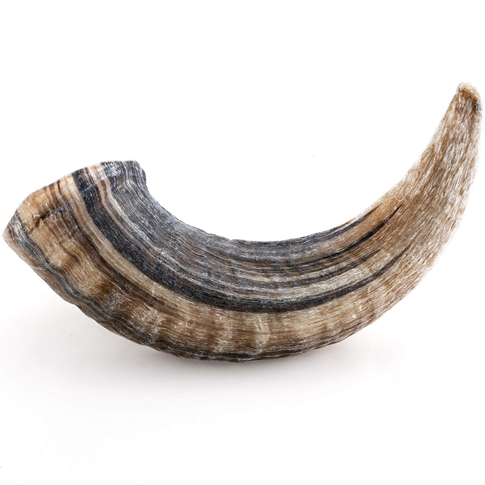 Icelandic+ Lamb Horn large 7-inch in package, showcasing safety and origin
