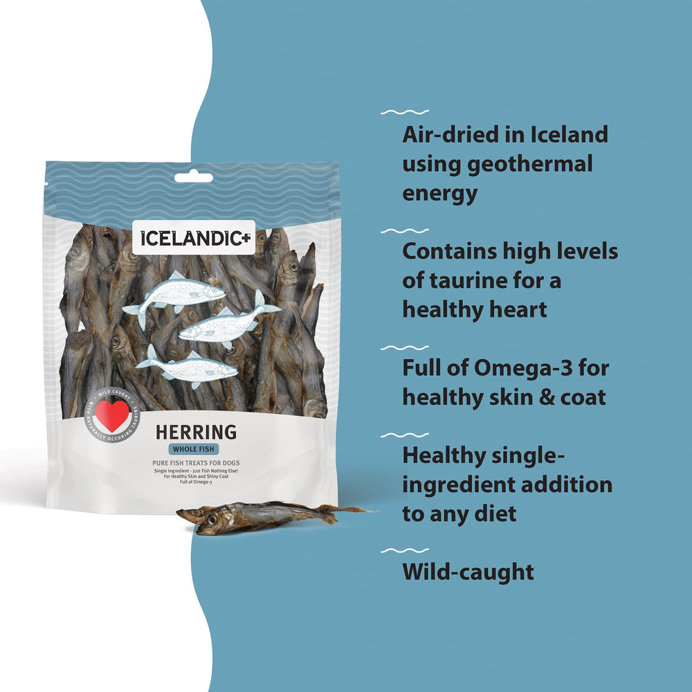 Icelandic+ dog enjoying a herring chew demonstrates flavor appeal and satisfying crunch.