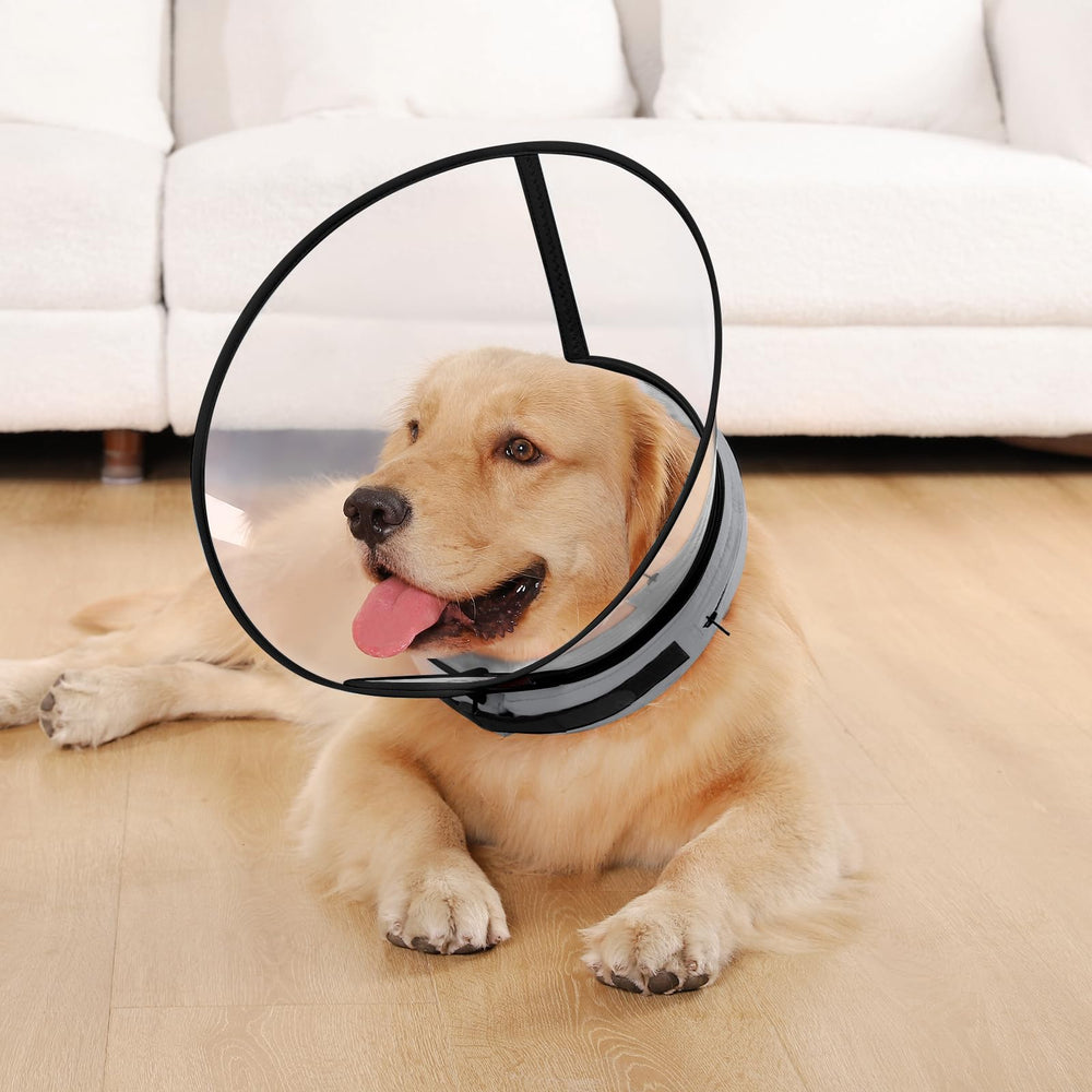 ICOYEA size-6 gray dog cone worn by dog demonstrates a comfortable recovery aid