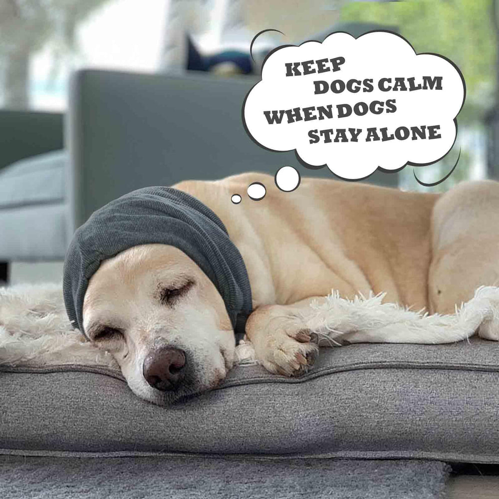 IDOMIK dog ear-wrap ready for grooming or vet visits in calm moments