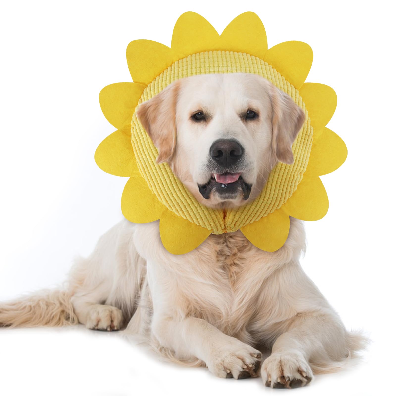 IEUUMLER Sunflower XL inflatable dog cone in action, protecting surgical sites during recovery.