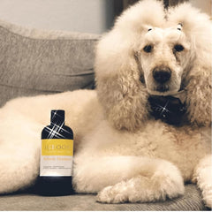 iGroom Banana Dog Shampoo lather ready for a gentle cleansing bath