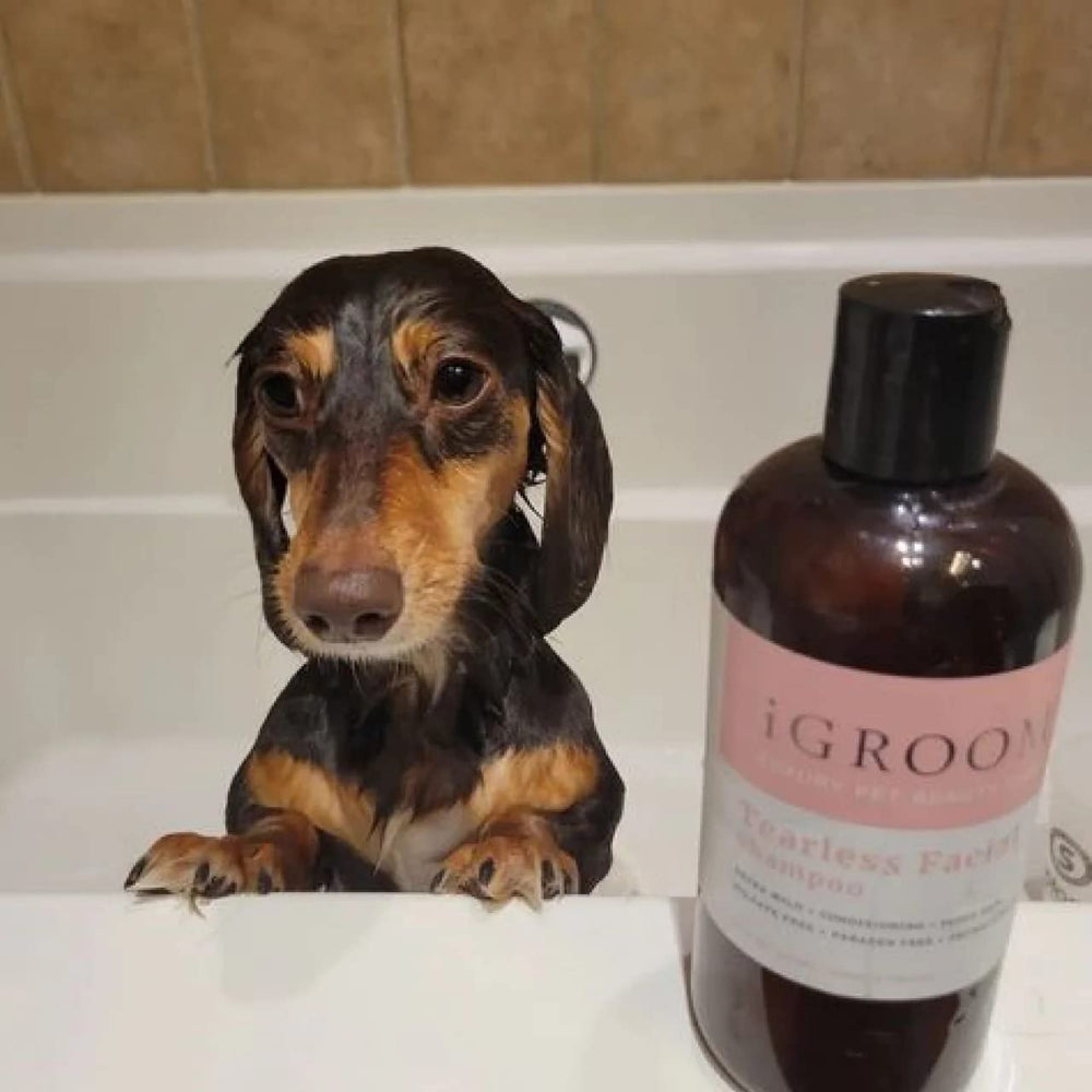 iGroom Tearless Facial Dog Shampoo bottle with light scent for calm grooming sessions