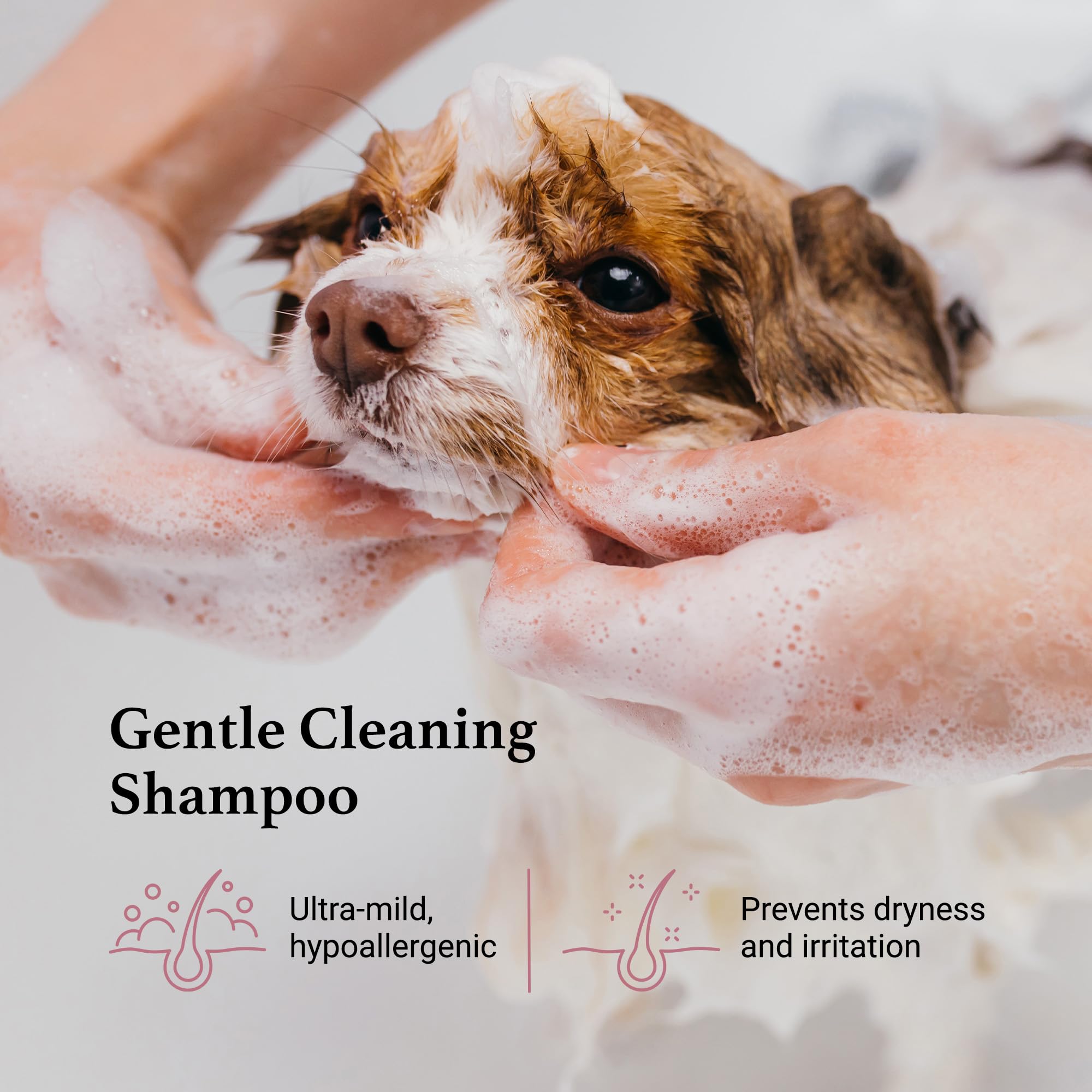 iGroom Tearless Facial Shampoo eye-safe formula supports comfortable baths for puppies and eye-sensitive dogs.