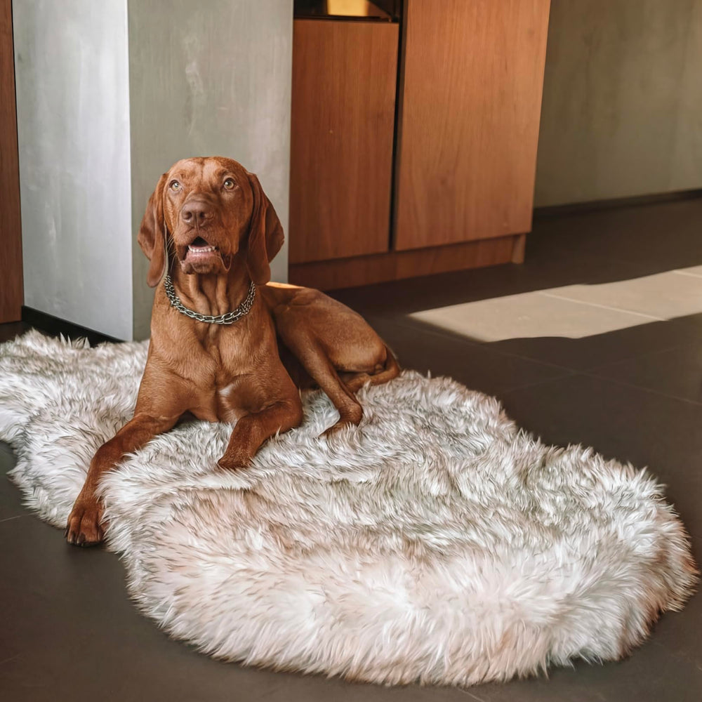 IHAPPYDOG memory foam base bed demonstrates contour support for mobility