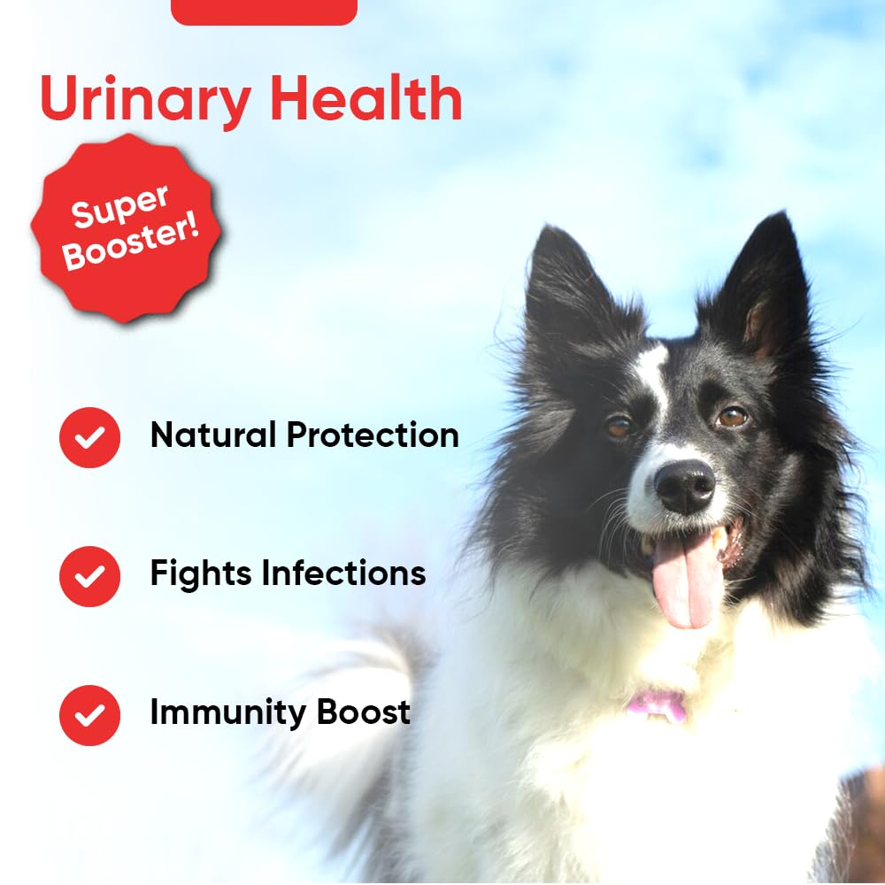 iHeartDogs capsules closeup for convenient daily urinary support.