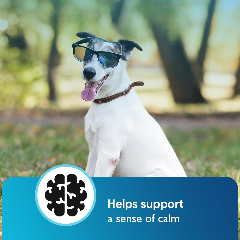 iHeartDogs dog relaxing with chews for everyday anxiety relief