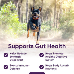iHeartDogs pumpkin-probiotic-immune-support chew on a hand, suggesting immune-system-friendly benefits.