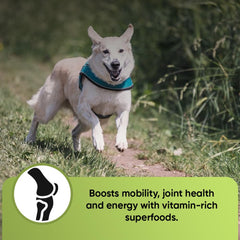 iHeartDogs Super Greens spirulina blend in vibrant greens for natural antioxidant support.