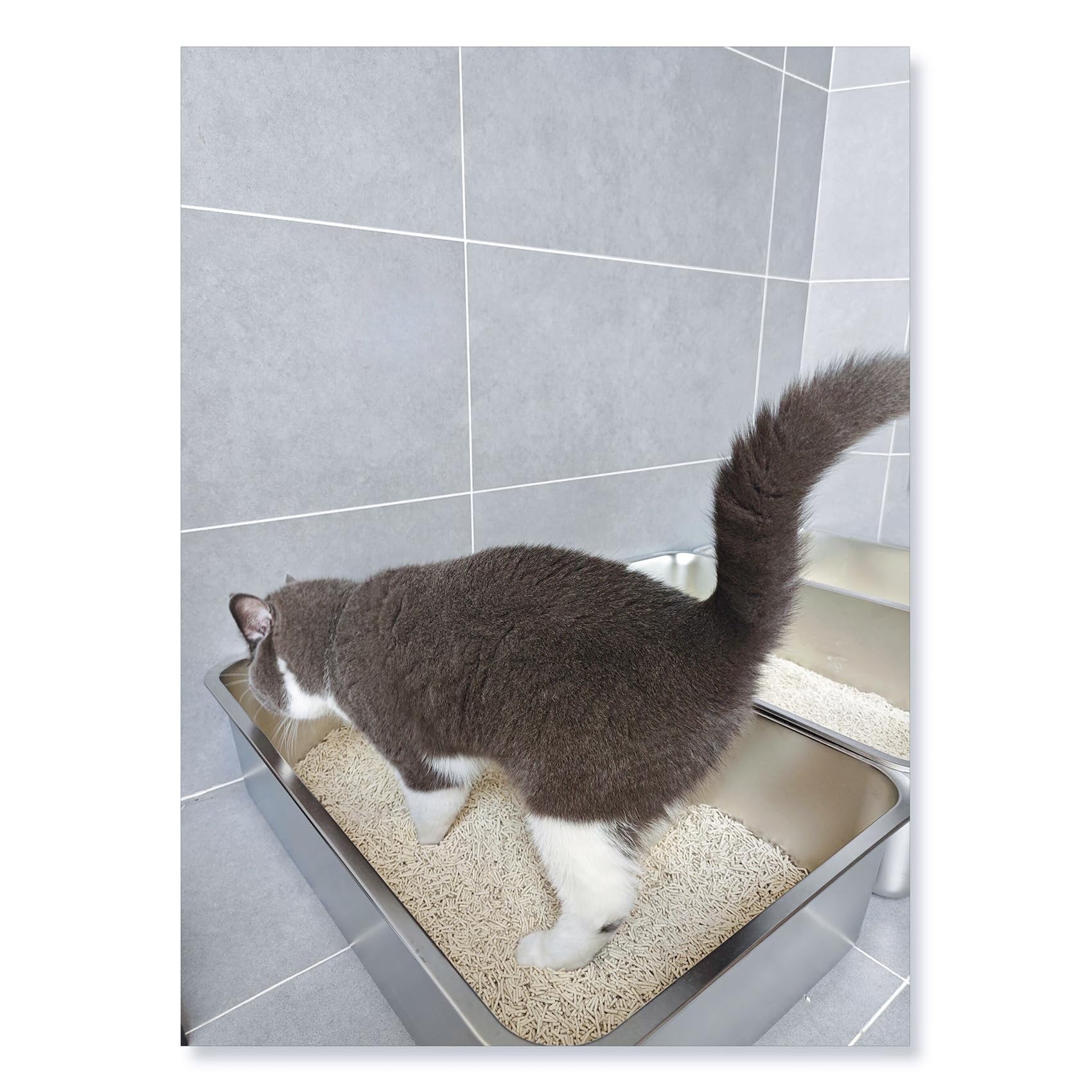 IKITCHEN low-entry design for kittens and small cats