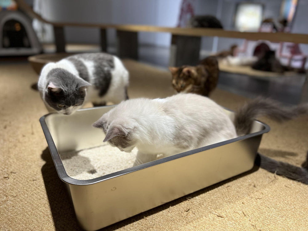 IKITCHEN rounded edges for safe use around playful pets