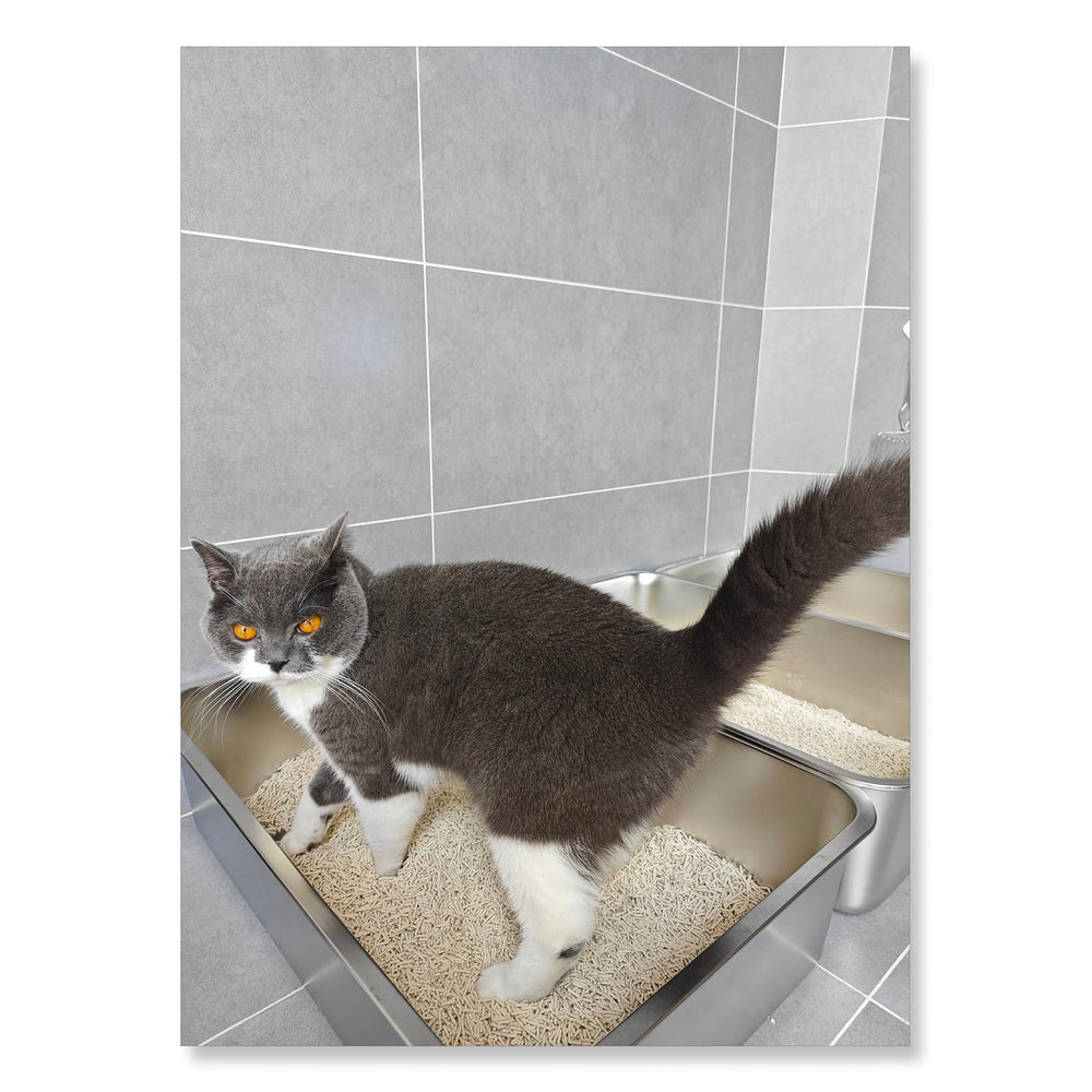 IKITCHEN litter box top view highlighting spacious interior for kittens.