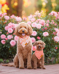 Remy+Roo adjustable curved-design bandana for a secure, comfortable daily fit.
