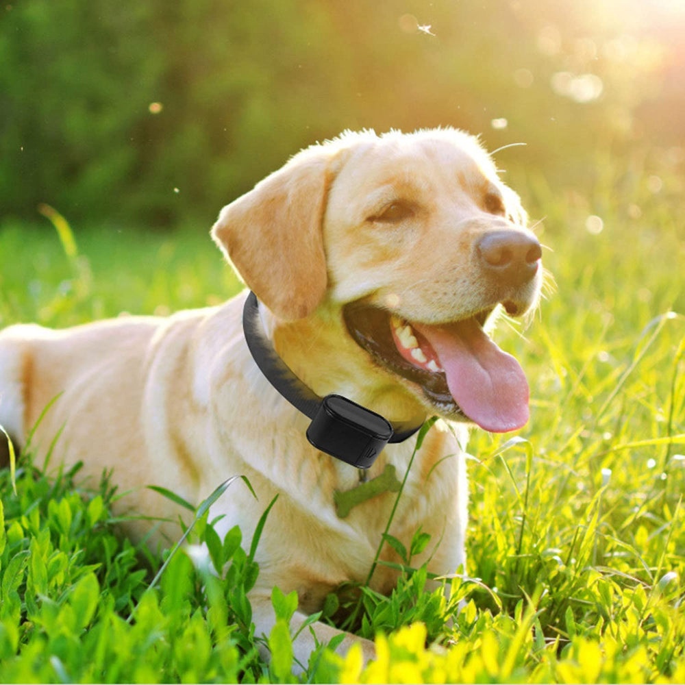 iMounTEK beep and shock cues train dogs to stay within zone