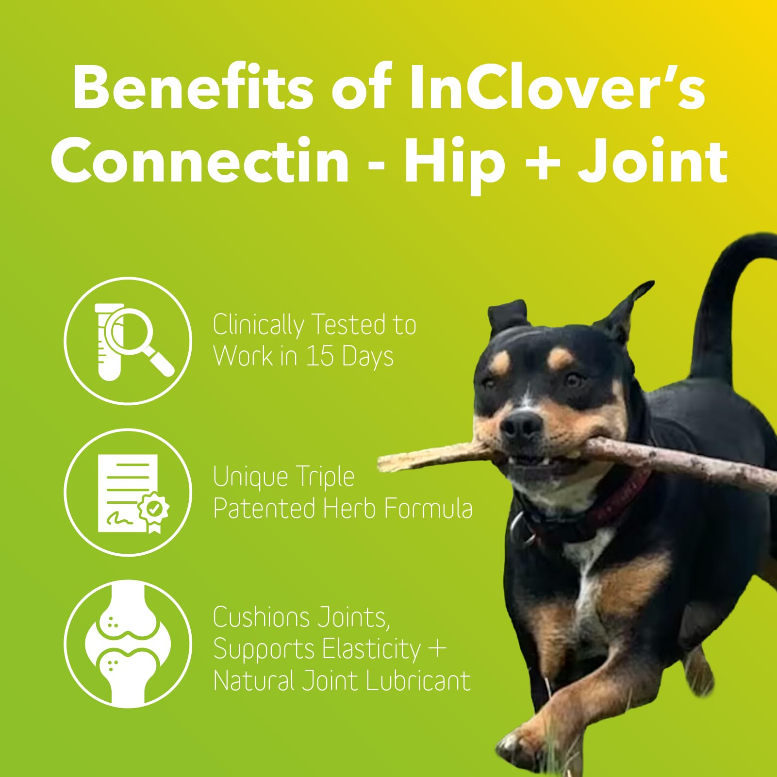 In Clover Connectin on a dog walk showing improved joint comfort.