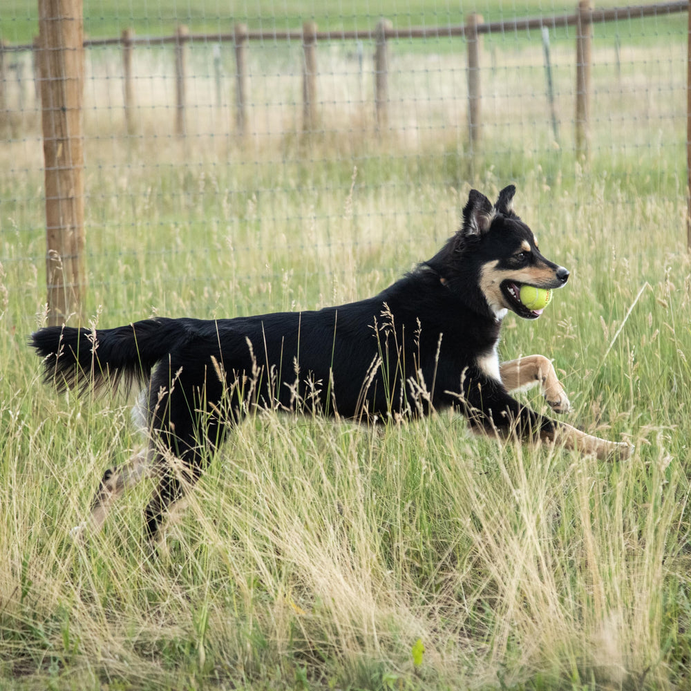 In Clover Connectin soft chews close-up as a tasty joint care treat.