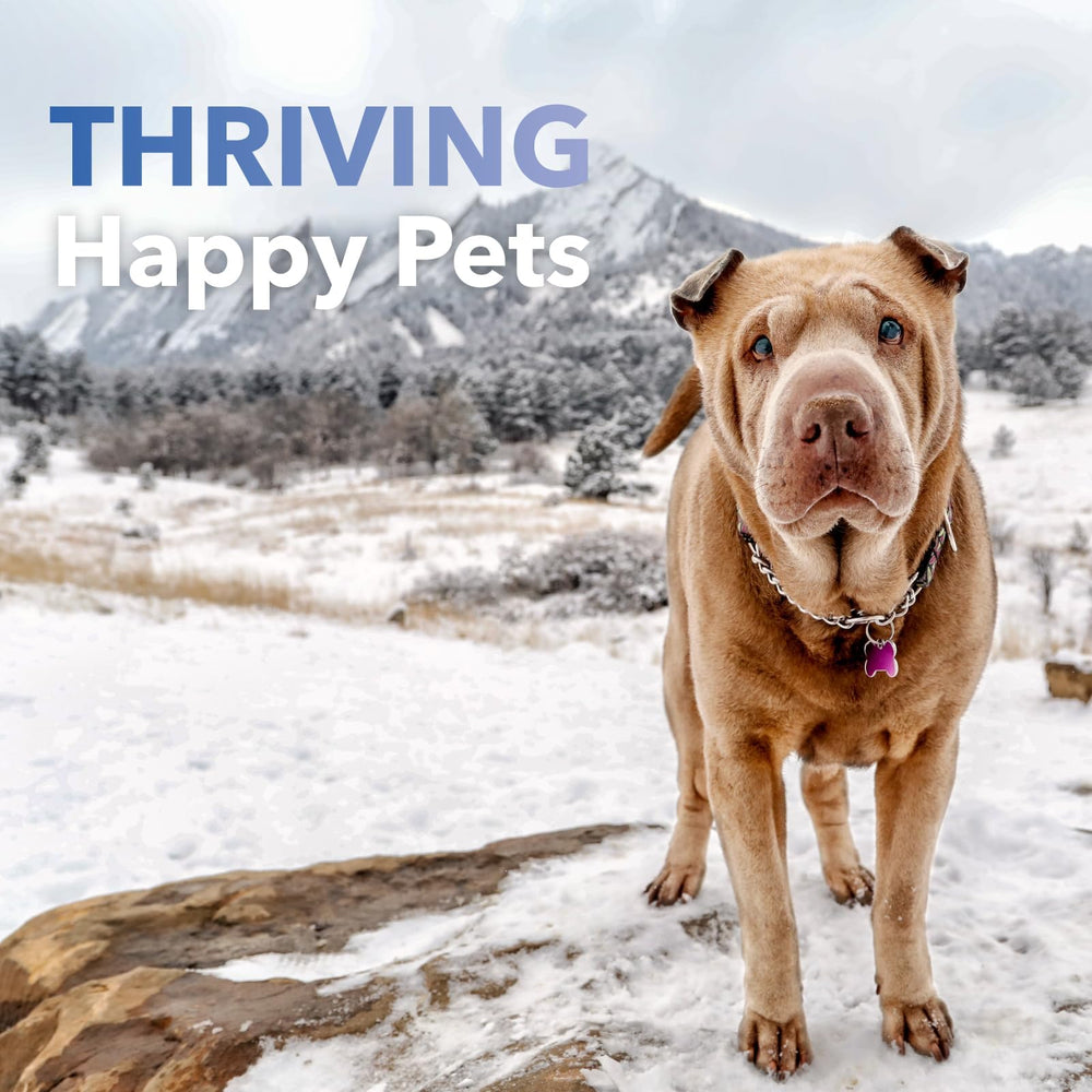 InClover Kidney uses a palatable powder your pet willingly accepts