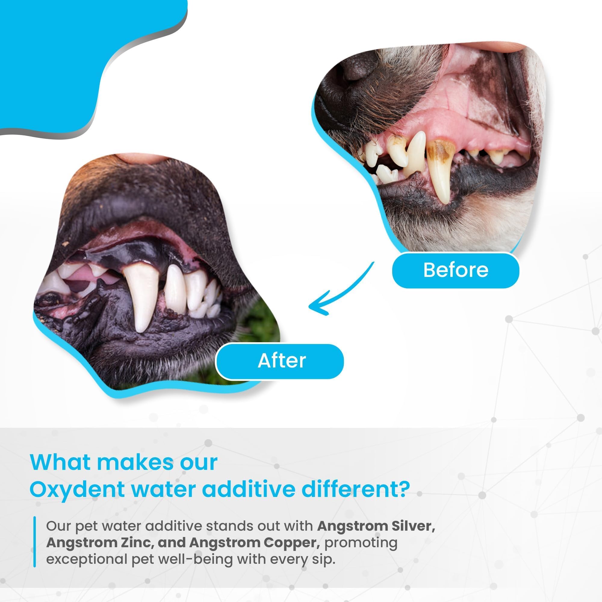 Oxydent being used daily for pet dental care