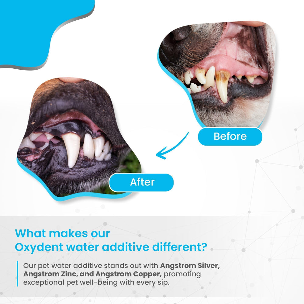 Oxydent being used daily for pet dental care
