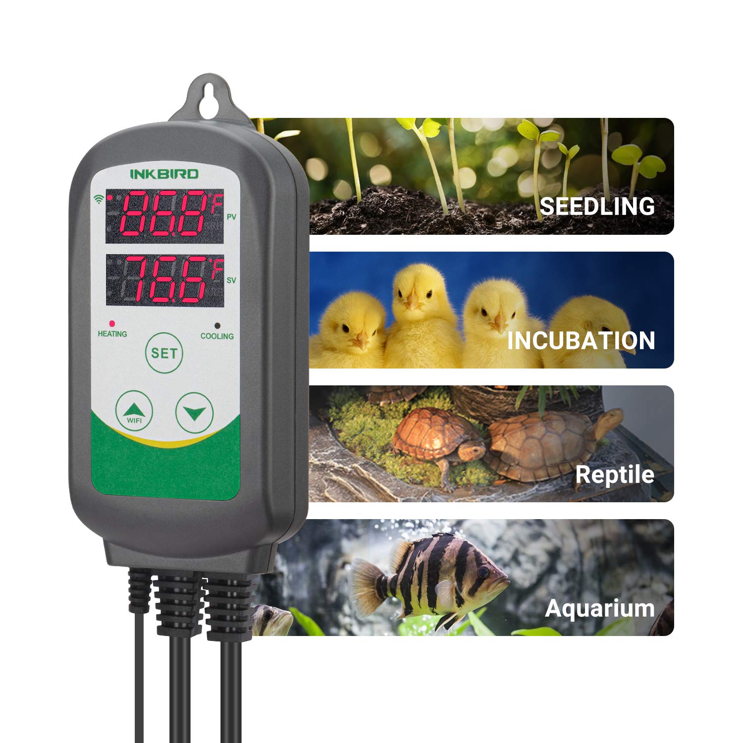 Inkbird ITC-308 dual display shows current and set temperatures at a glance