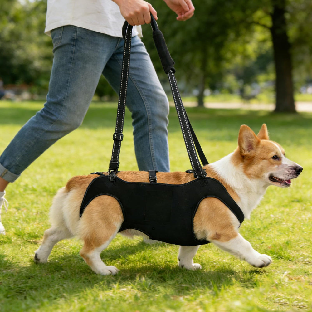 INKNOTE full-body design supports joints and steadies dogs during stairs and gait training.