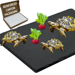 INOSCIND reptile basking platform extra large for Bearded Dragon providing warm sunbathing surface