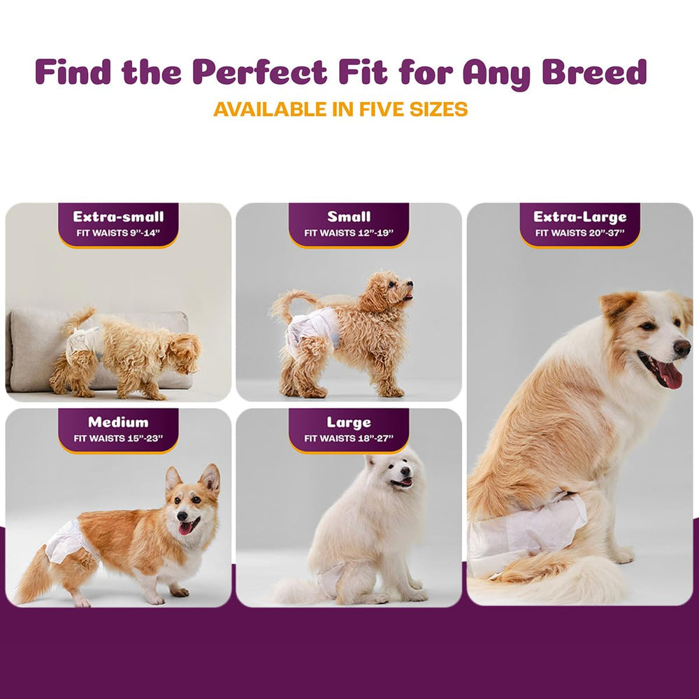 Inspire Pet Care dog diapers with adjustable tabs securing a comfortable fit