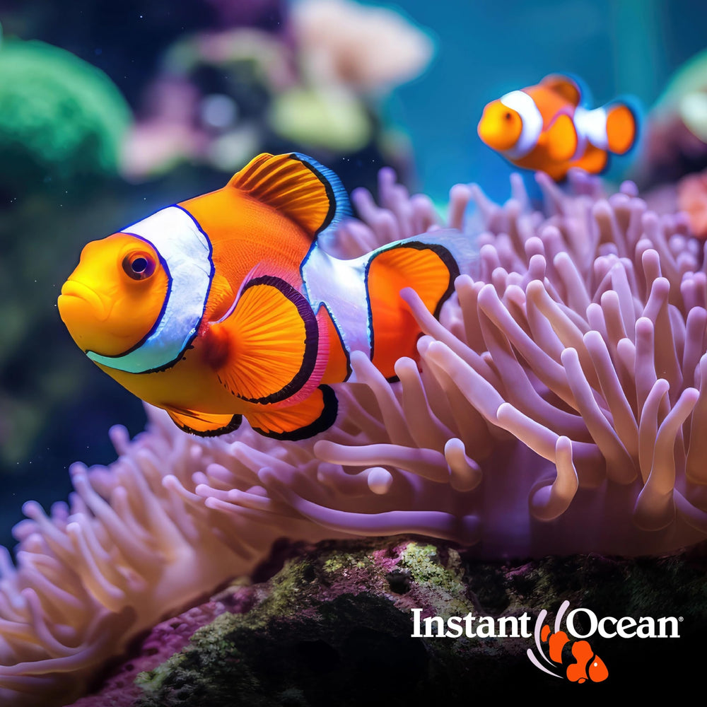 Perform a 20% water change using Instant Ocean for ongoing quality.