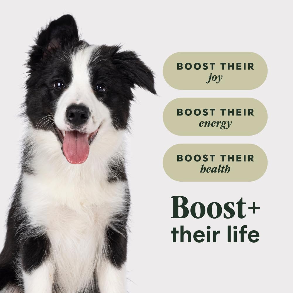 Instinct RawBoost FreshDried Raw pieces show texture and variety in the kibble mix.
