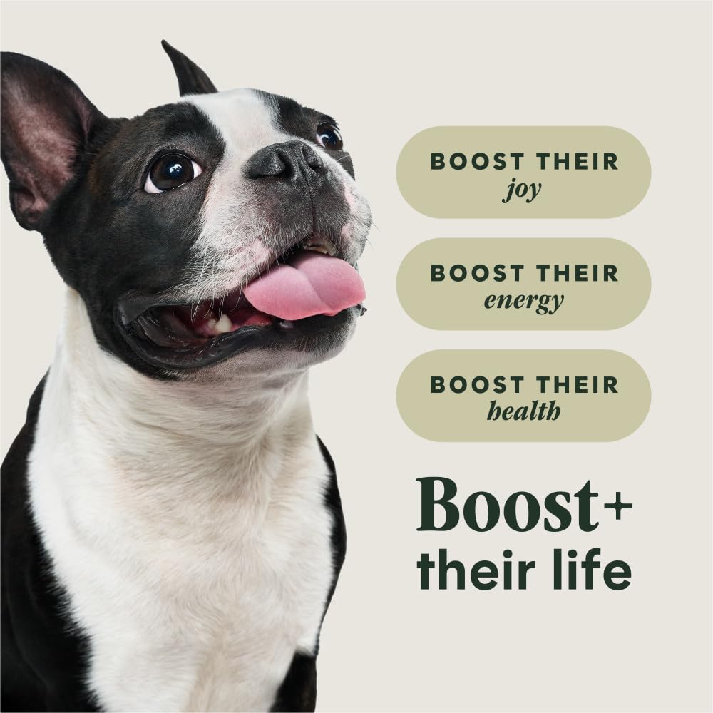 Instinct RawBoost small-breed bowl served emphasizes balanced nutrition for active dogs.