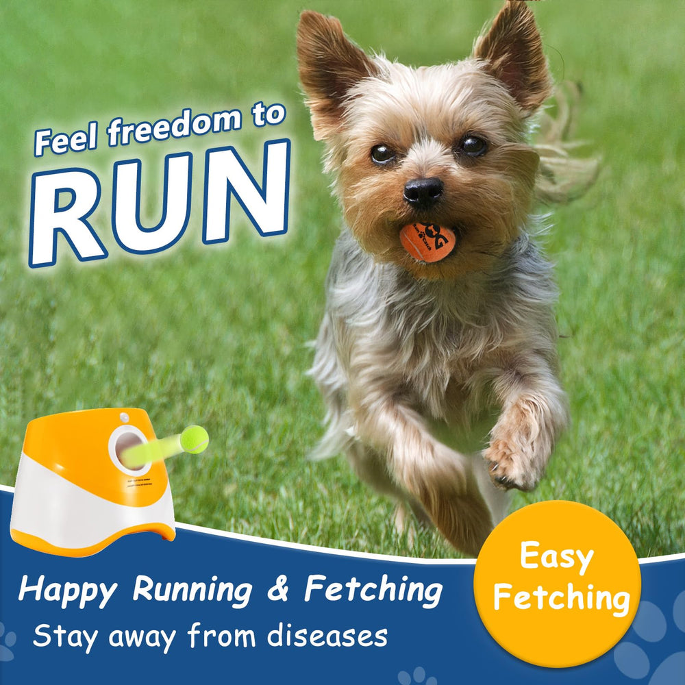 INSUM dog playing outdoors with bright balls for easy tracking during park sessions.