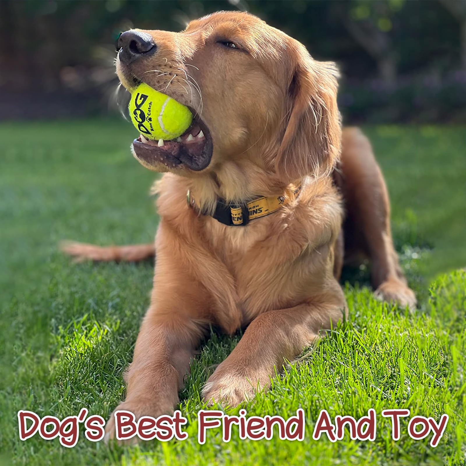 INSUM squeaky dog balls quick-bounce demo demonstrates lively bounce and fetch potential.
