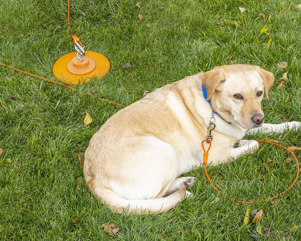 IntelliLeash suitable for small to medium dogs up to ninety pounds.