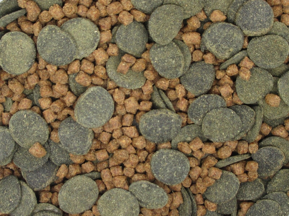 Invert Aquatics Micro Mix bottom-feeders serving visual promotes regular bottom feeding and balanced diets.