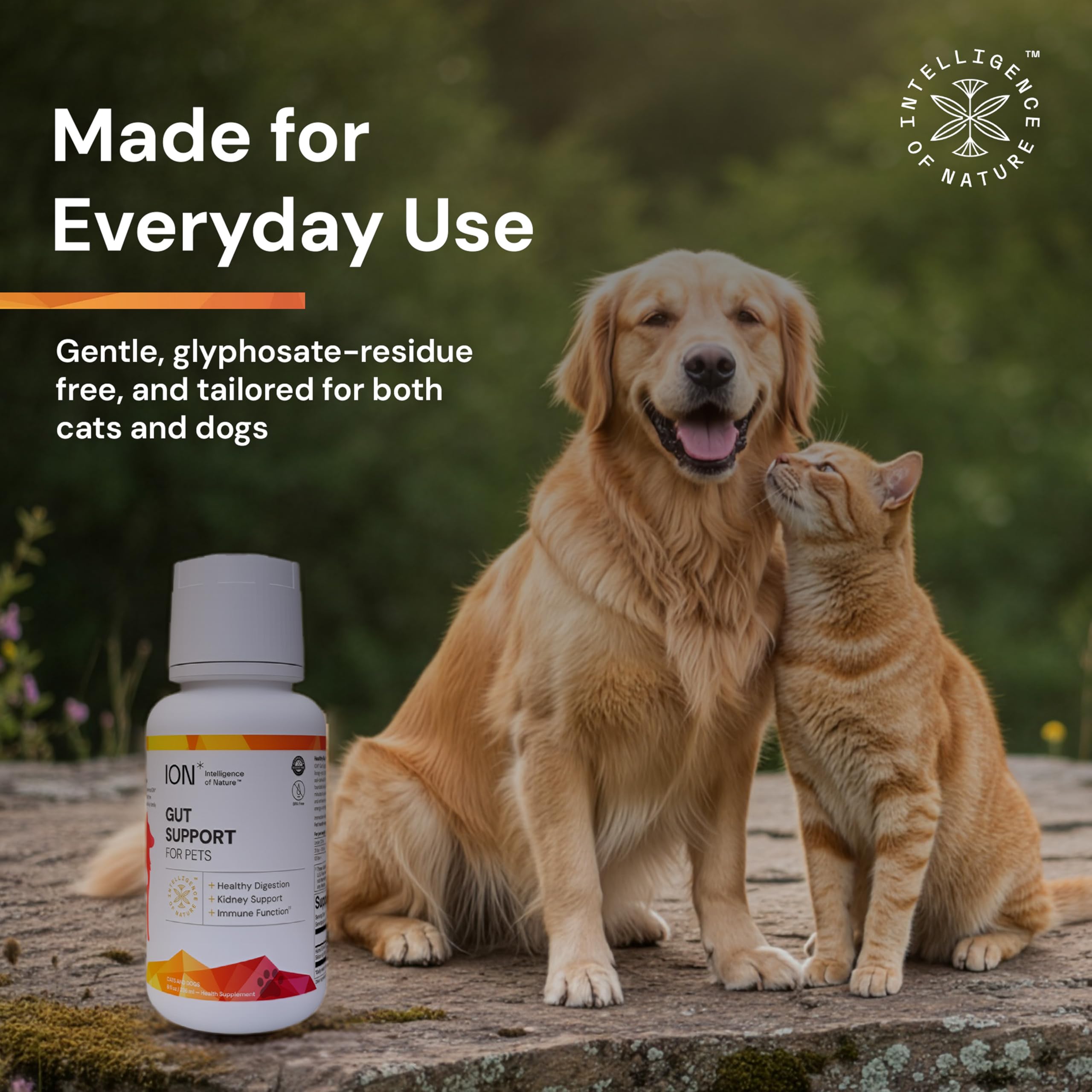 Family of pets sharing the supplement in a calm home
