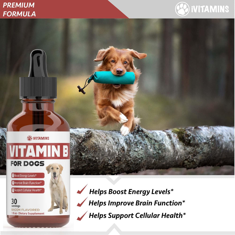 iVitamins Vitamin B for Dogs energy support drops for daily vitality