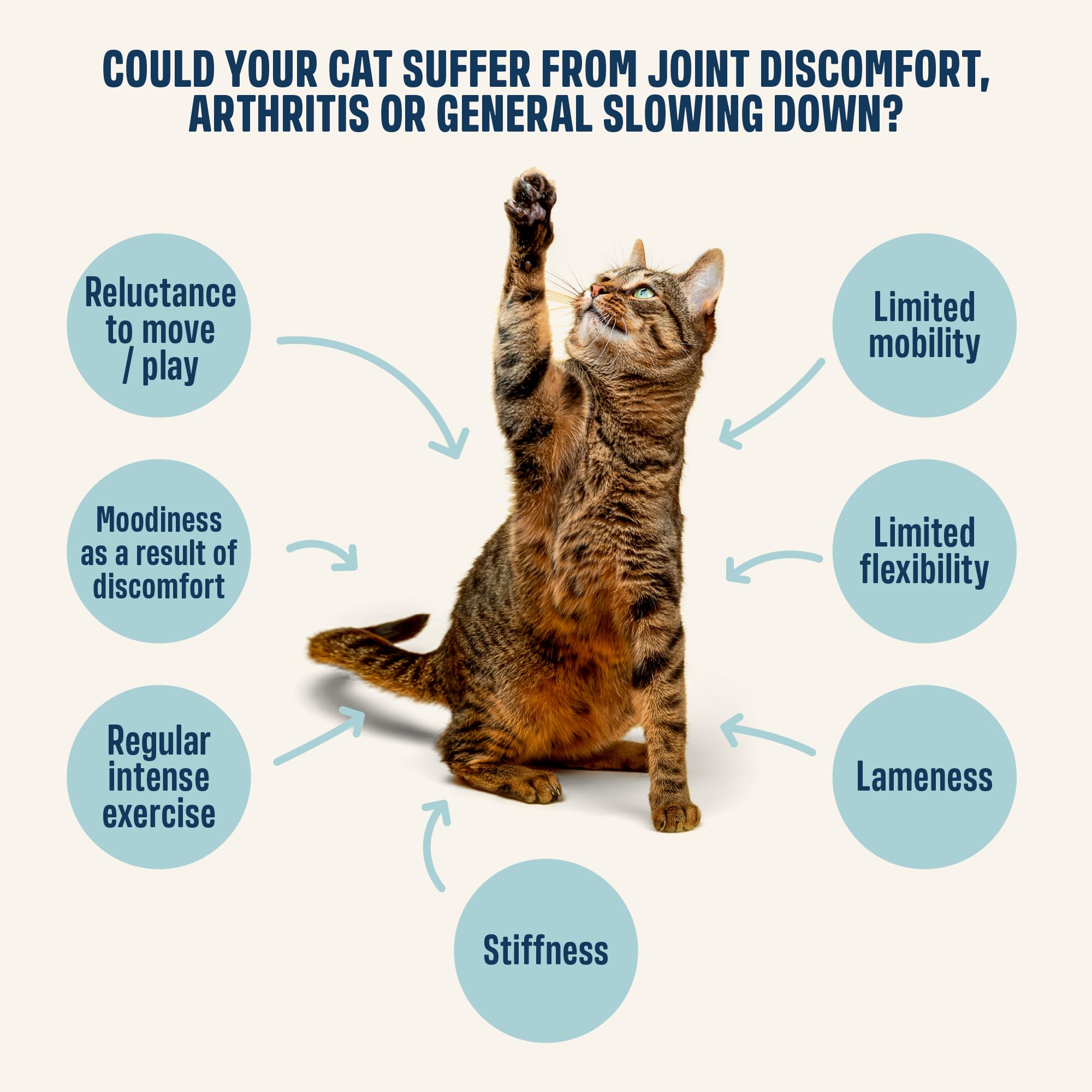 ivvi green-lipped mussel cats sachets emphasize omega-rich joint comfort