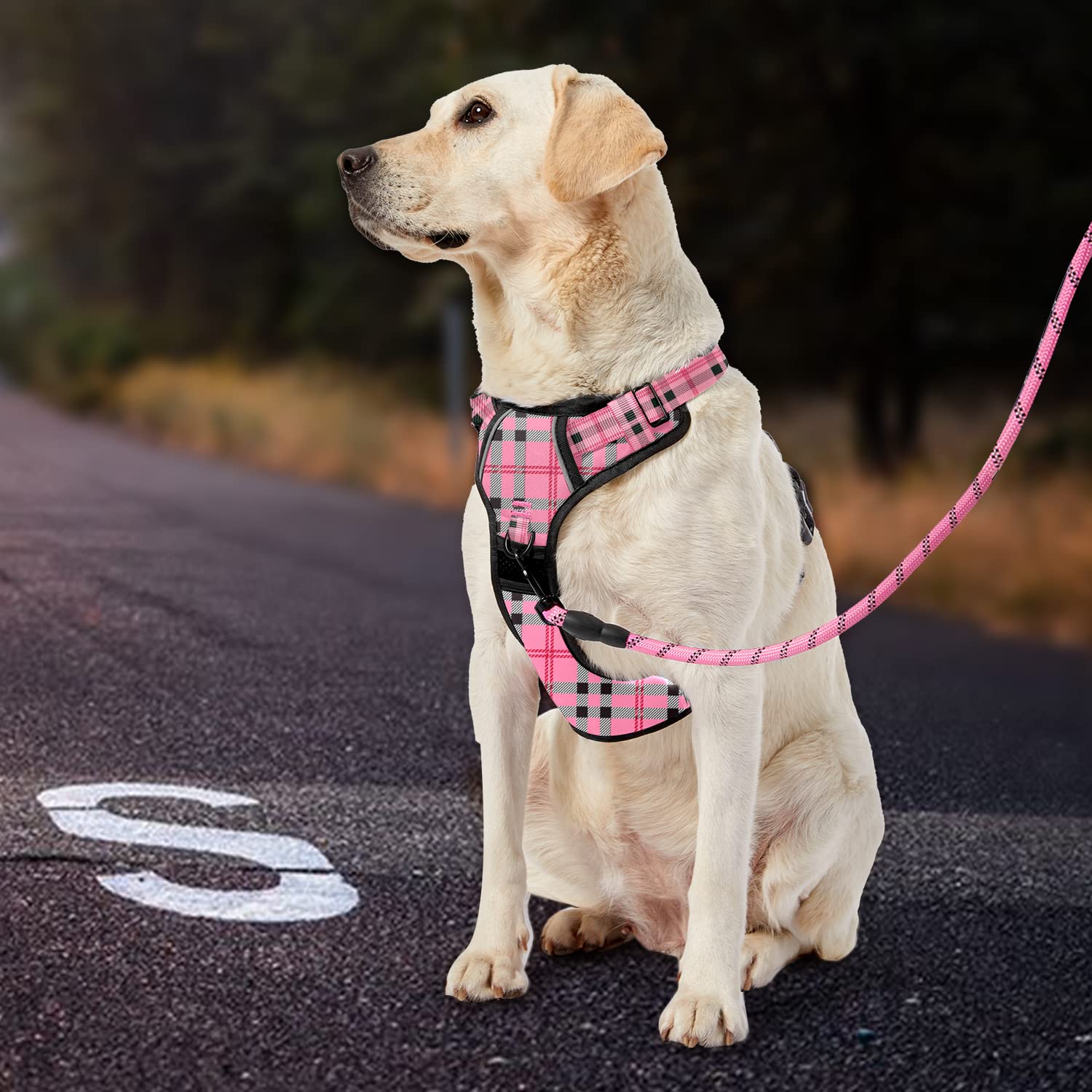 IVY&LANE lockable neck buckle adds security during walks