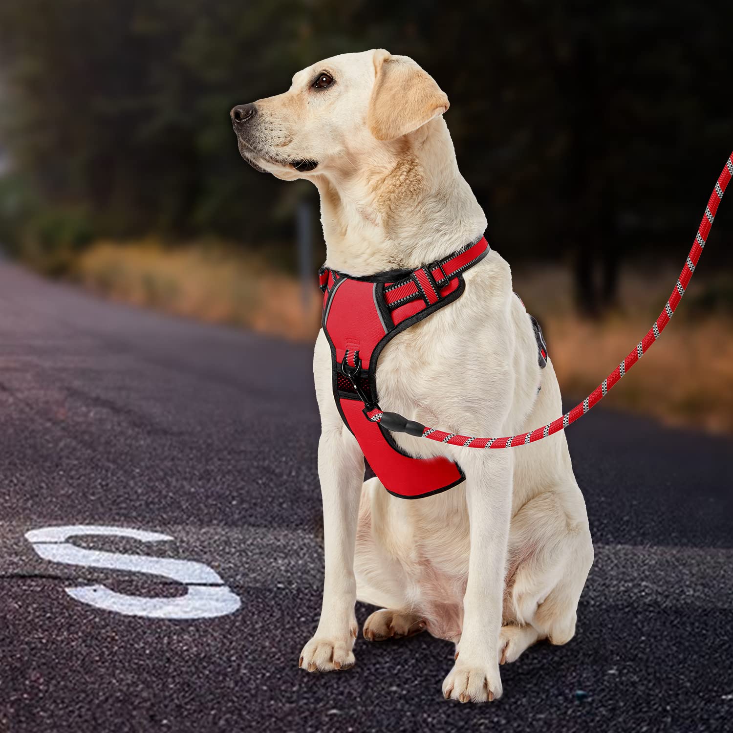 IVY&LANE set includes leash and storage strap for travel safety