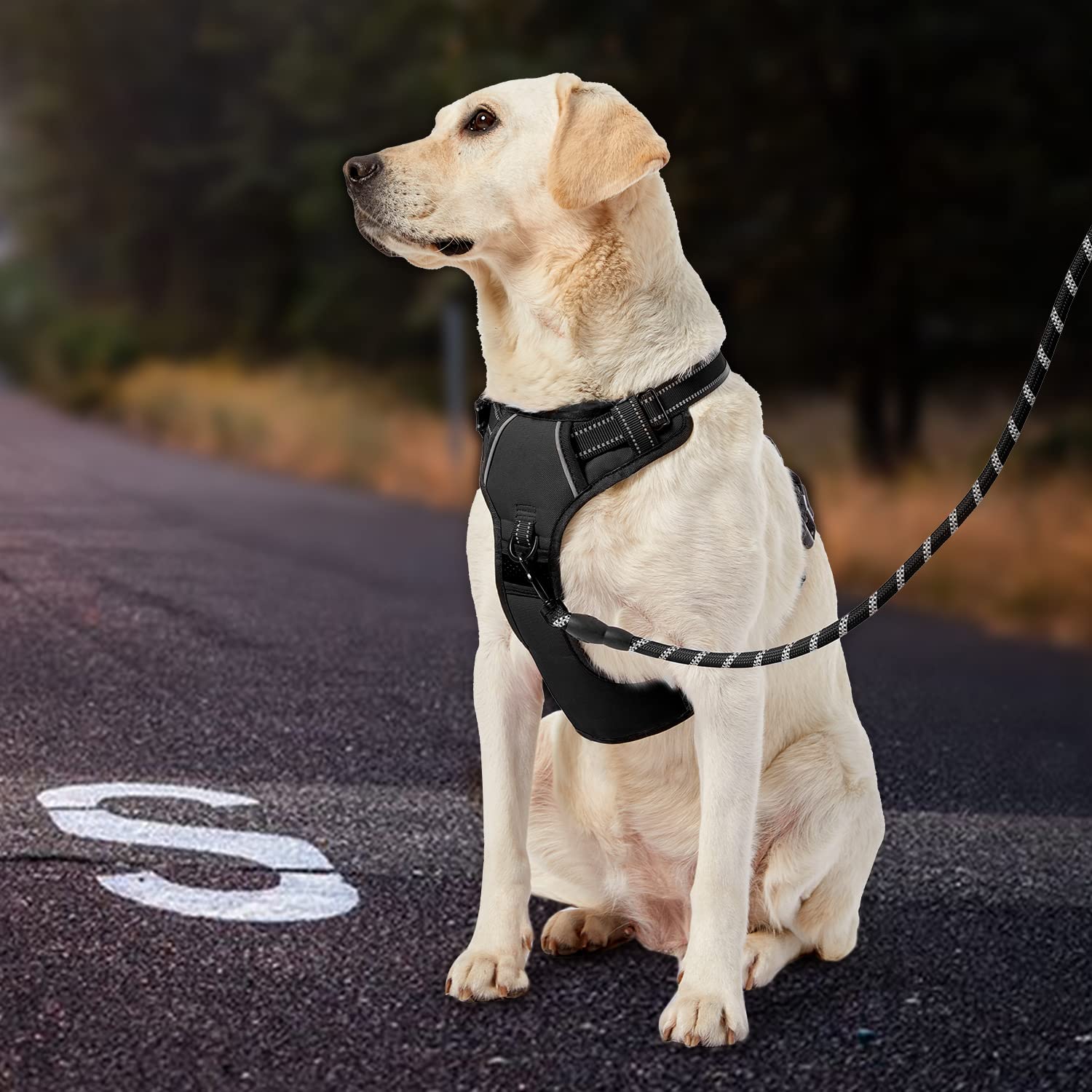 IVY&LANE no pull harness neck buckle with lockable feature