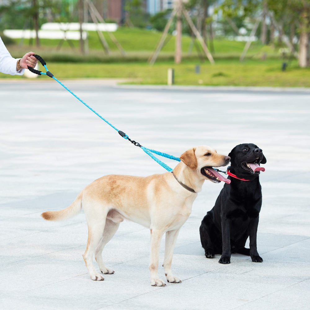 iYoShop blue dual leash helps manage two dogs for balanced walks.