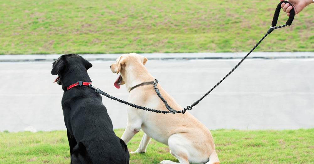 Black color option pairs with collars for daily use.