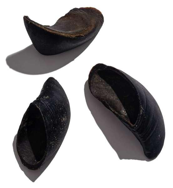 Jack & Pup cow hooves teeth health benefits hinted by long chew.