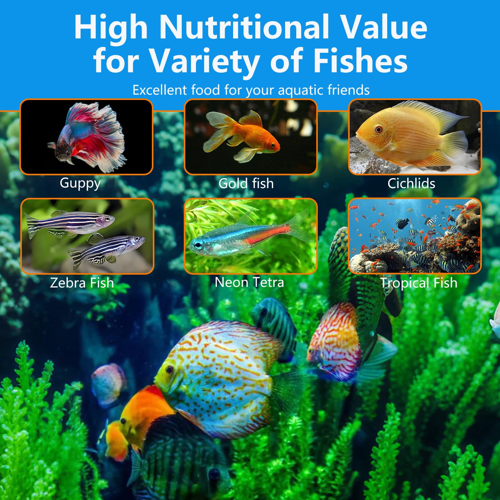 JADINGSFARM Brine Shrimp Food in a tank supporting clear water and nutrition