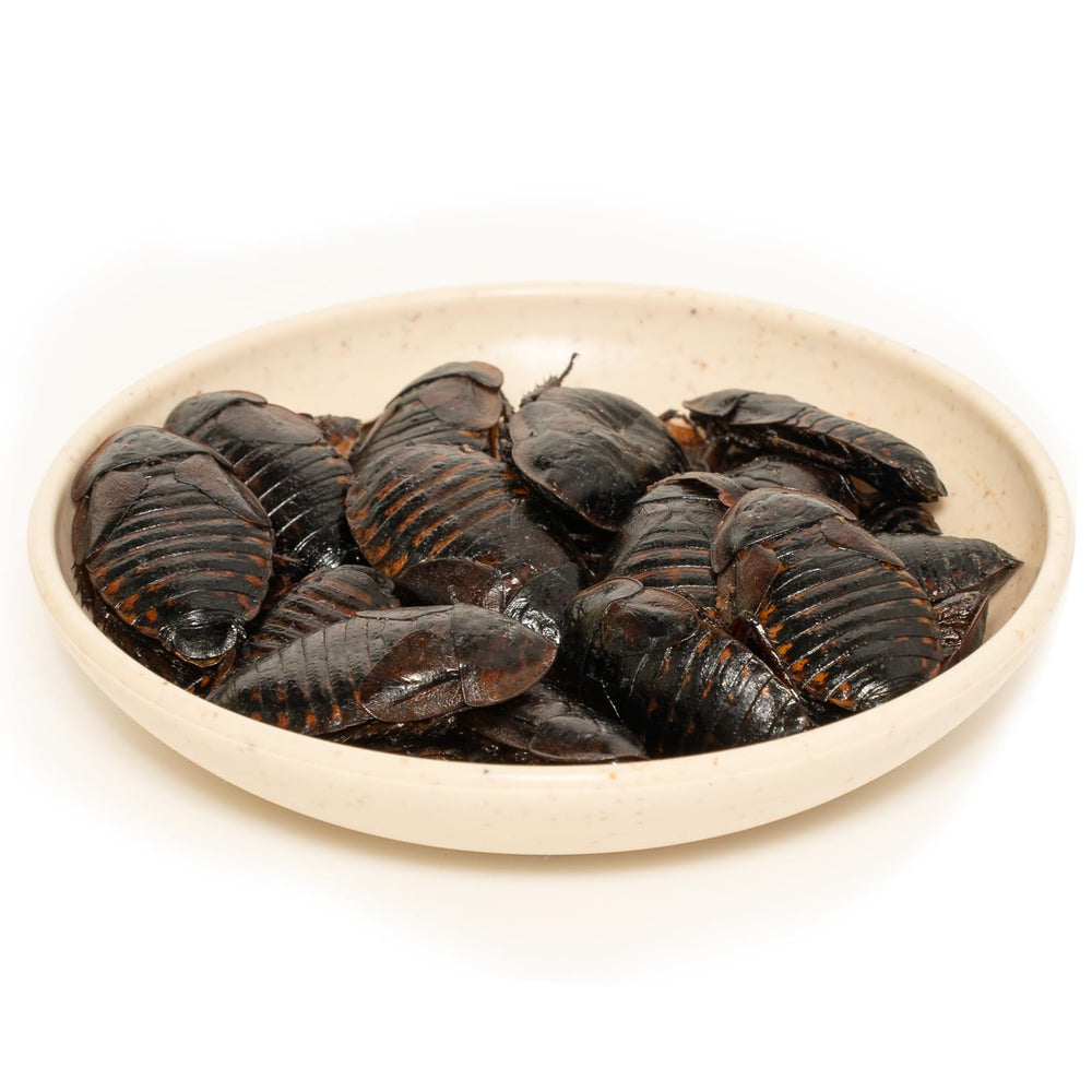 JADINGSFARM farm-raised dubia roaches suitable for all life stages