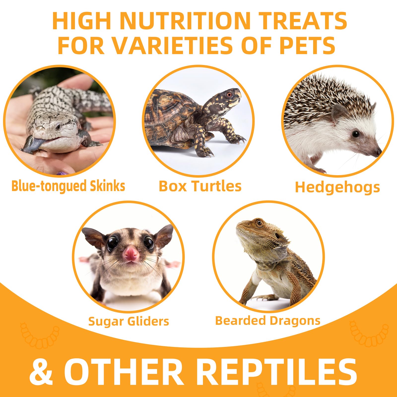 JADINGSFARM mealworms for backyard chickens as a protein rich snack.