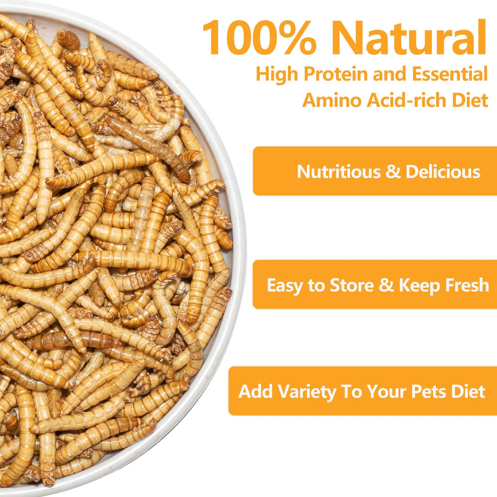 JADINGSFARM mealworms closeup reveals natural crunch for reptiles.