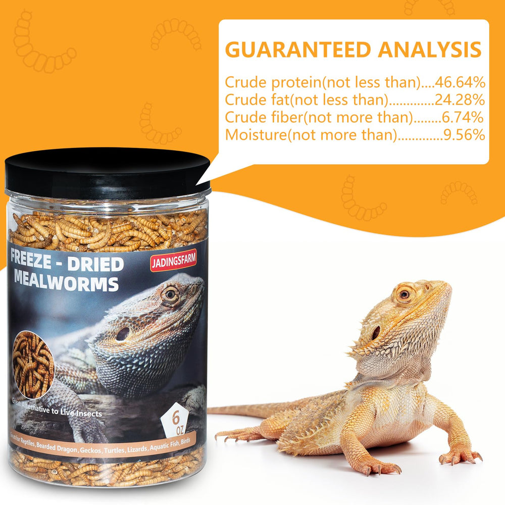 JADINGSFARM mealworms feeding time shows a reptile enjoying a snack.